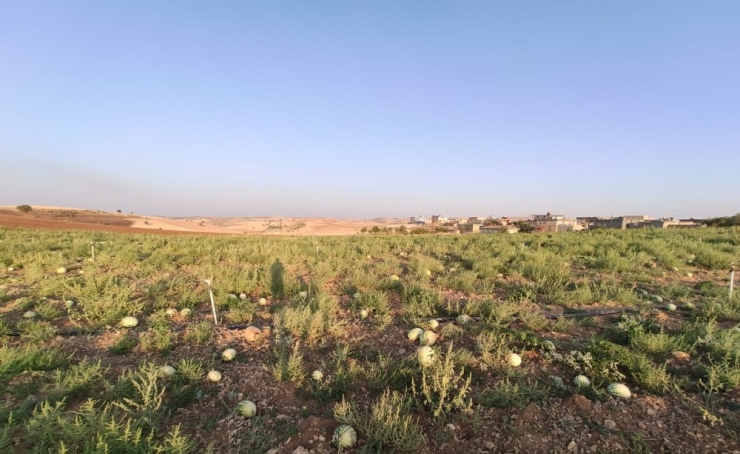 Satılmayan Karpuzlar Tarlada Çürüdü