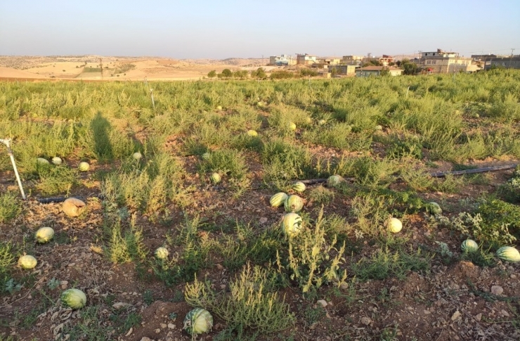 Satılmayan Karpuzlar Tarlada Çürüdü