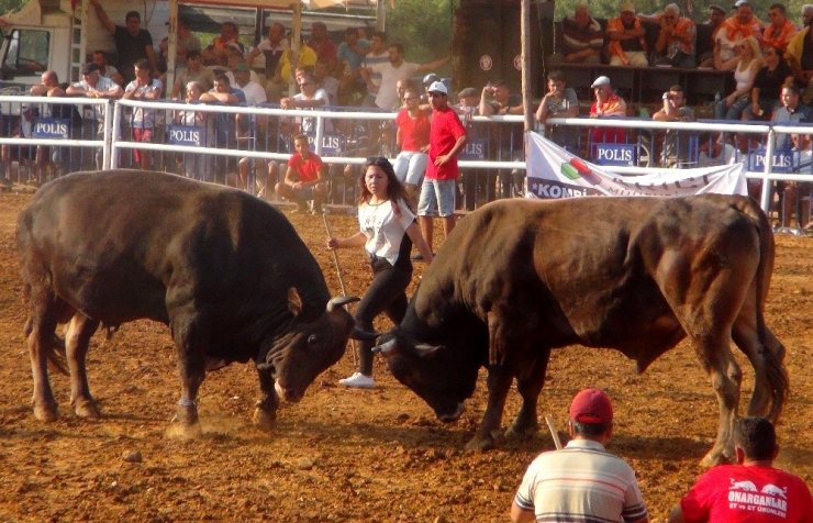 Boğalar Arenaya Sığmadı