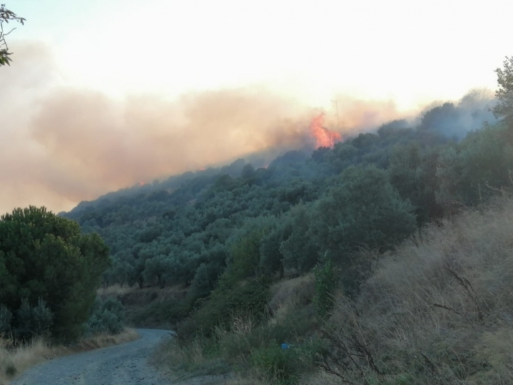 Erdek’te Orman Yangını