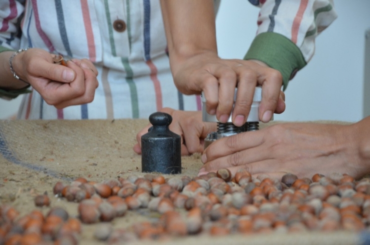 Fındıkta Nem Oranına Dikkat