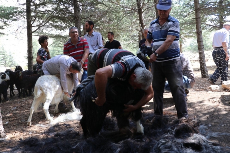 Isparta’da Kıl Kırkımı Şöleni