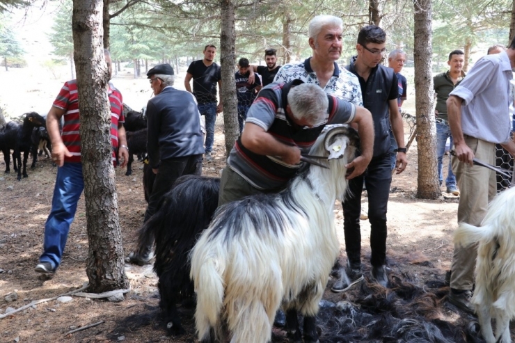 Isparta’da Kıl Kırkımı Şöleni