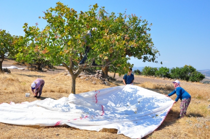 Manisa’da Üretilen Antep Fıstığı Yüzleri Güldürdü