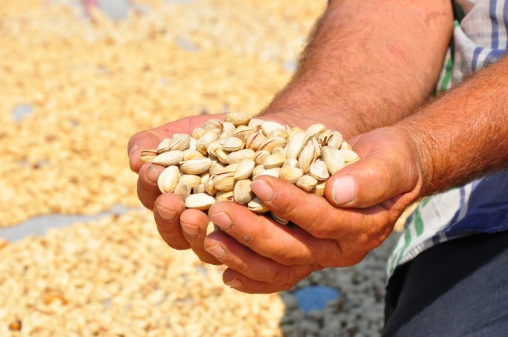 Manisa’da Üretilen Antep Fıstığı Yüzleri Güldürdü