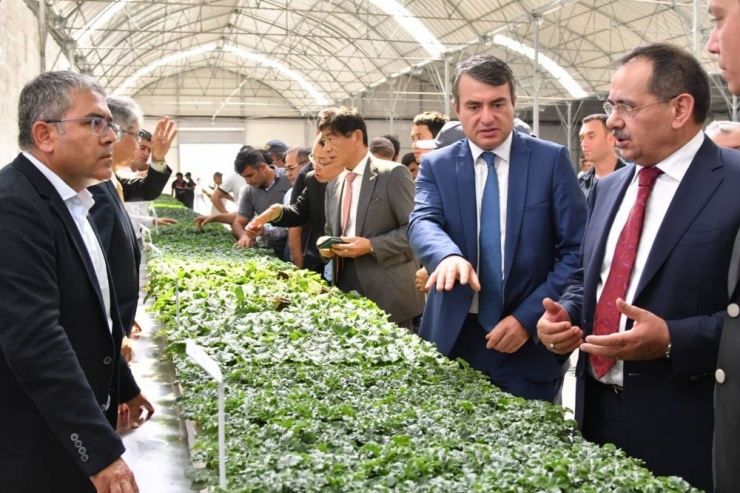 Japonlardan Bafra’ya Tarım Yatırımı