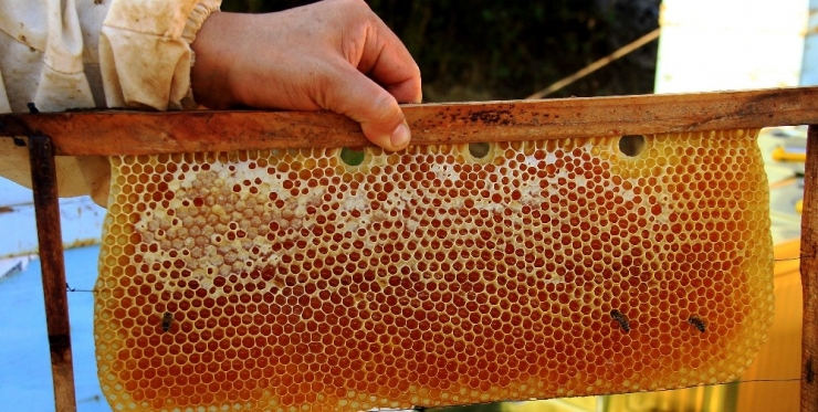 Muğla 3,5 Milyon Arı Kovanına Ev Sahipliği Yapıyor