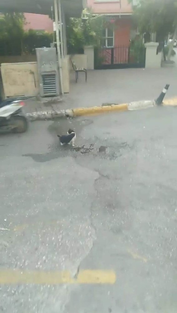 Yol Ortasında Su İçen Kediye, Sürücüden Örnek Davranış