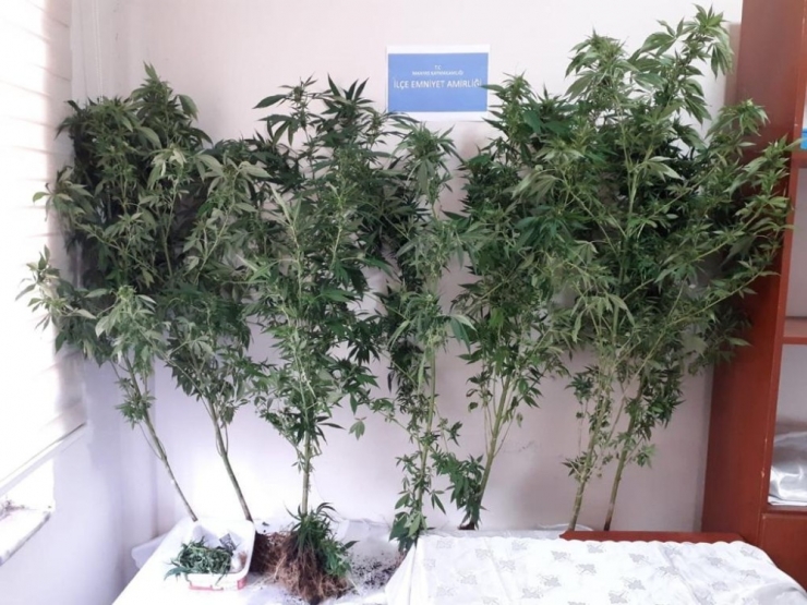 Balkonunu Kenevir Bahçesine Çevirdi