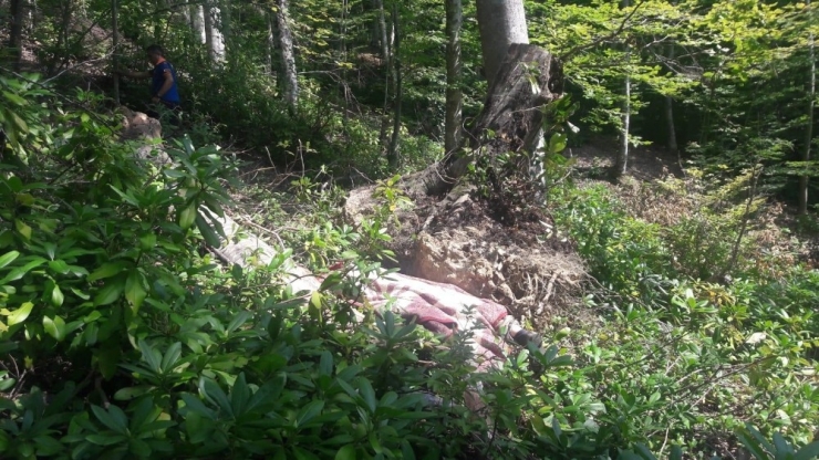 Devrilen Ağaç Ölüme Neden Oldu