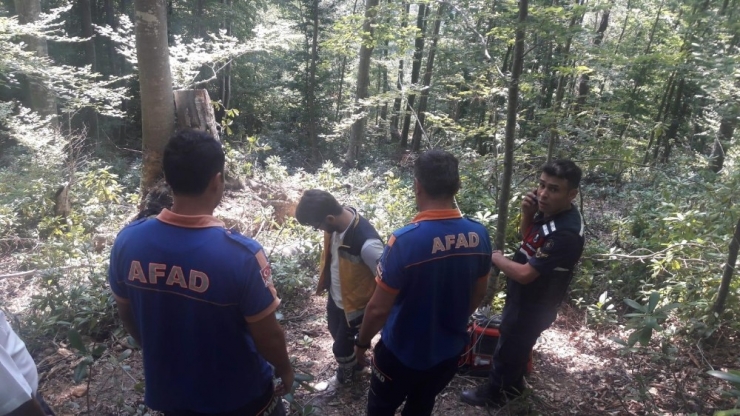 Devrilen Ağaç Ölüme Neden Oldu