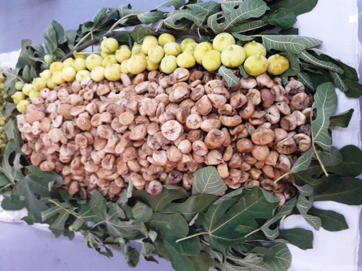 İncir İhracatında İlk Gemi 26 Eylül’de Yola Çıkacak