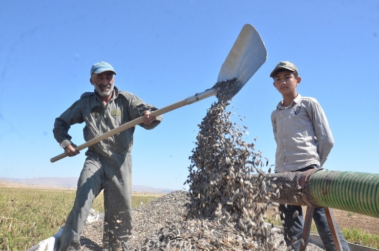 Elbistan’da ‘Siyah Altın’ Hasadı Başladı