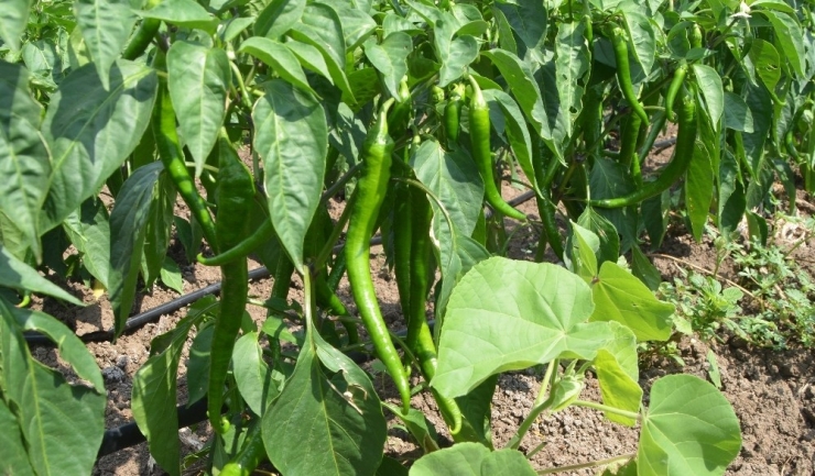 Ağustos Ayının Zam Şampiyonu Salatalık Oldu