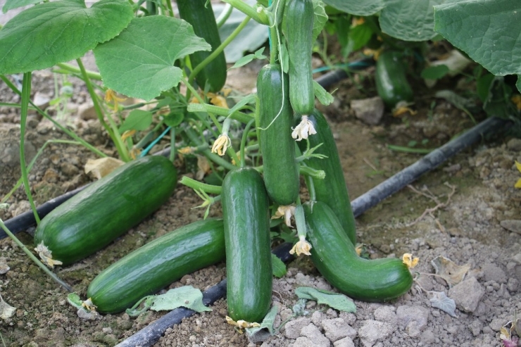 Ağustos Ayının Zam Şampiyonu Salatalık Oldu