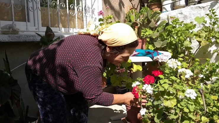 Evinde 500 Saksı Çiçekle Yaşıyor