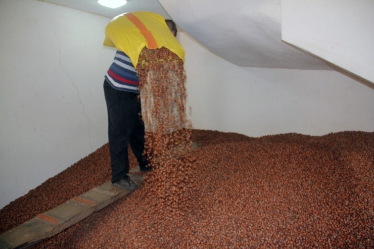 Fındık Fiyatı Düşüşünü Sürdürüyor