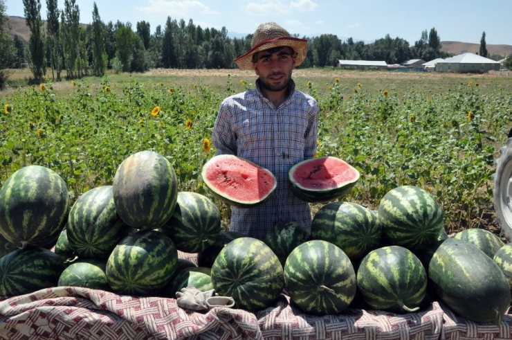 Diyarbakır’ın Değil, Yüksekova’nın Karpuzu