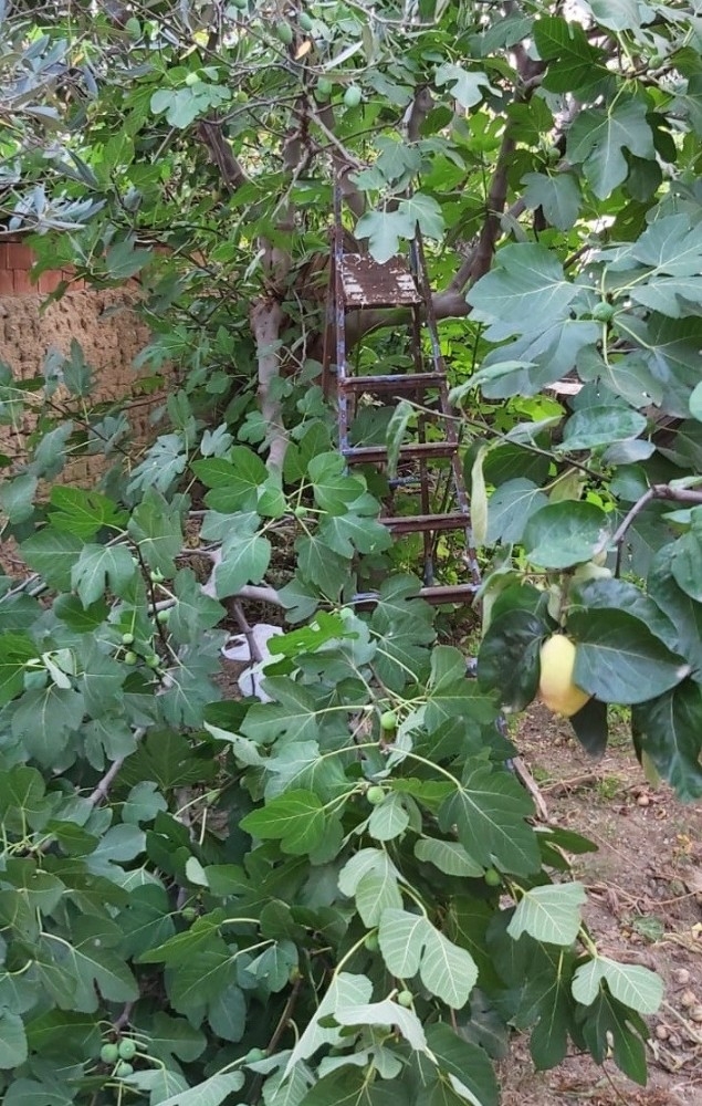 İncir Toplayayım Derken Az Kalsın Canından Olacaktı