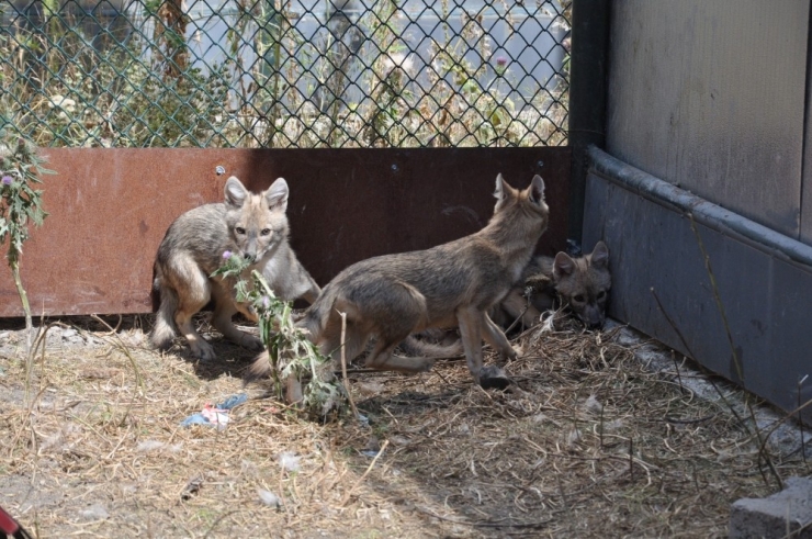 Kars’ta Tedavileri Tamamlanan Çakallar Doğaya Bırakıldı