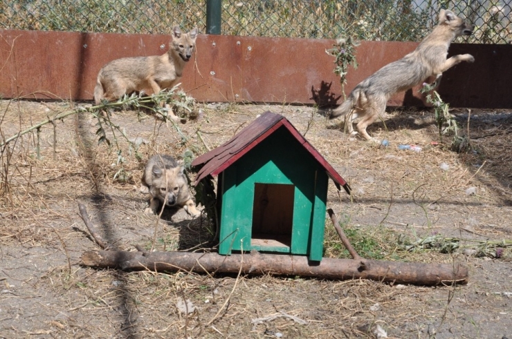 Kars’ta Tedavileri Tamamlanan Çakallar Doğaya Bırakıldı