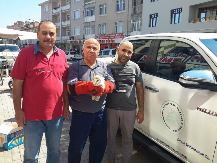 Yaralı Peçeli Baykuş Tedaviye Alındı