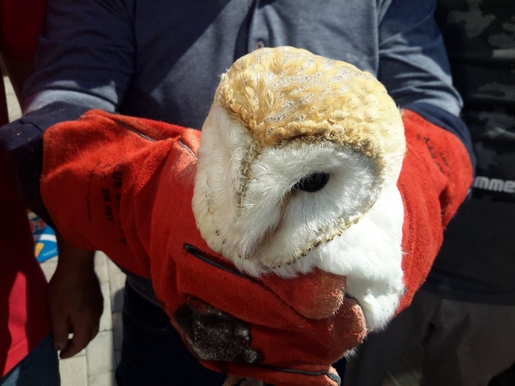 Yaralı Peçeli Baykuş Tedaviye Alındı