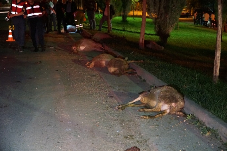 Otomobil Koyun Sürüsüne Daldı: 2 Yaralı