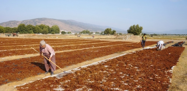 Kuru Üzüm Fiyatına Müdahale, Üreticiyi Sevindirdi