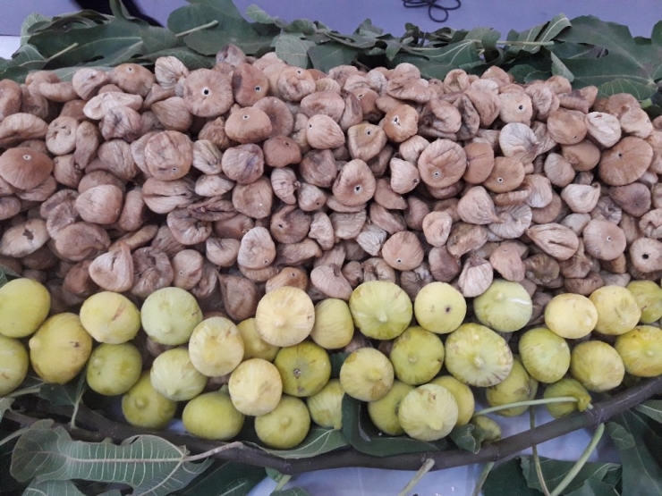 Kuru İncirin İhracat Yolcuğu 26 Eylül’de Başlayacak