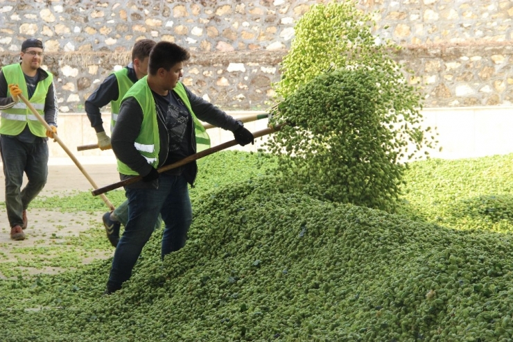 Bu Ot Şifa Dağıtıyor