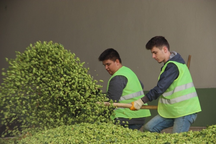 Bu Ot Şifa Dağıtıyor