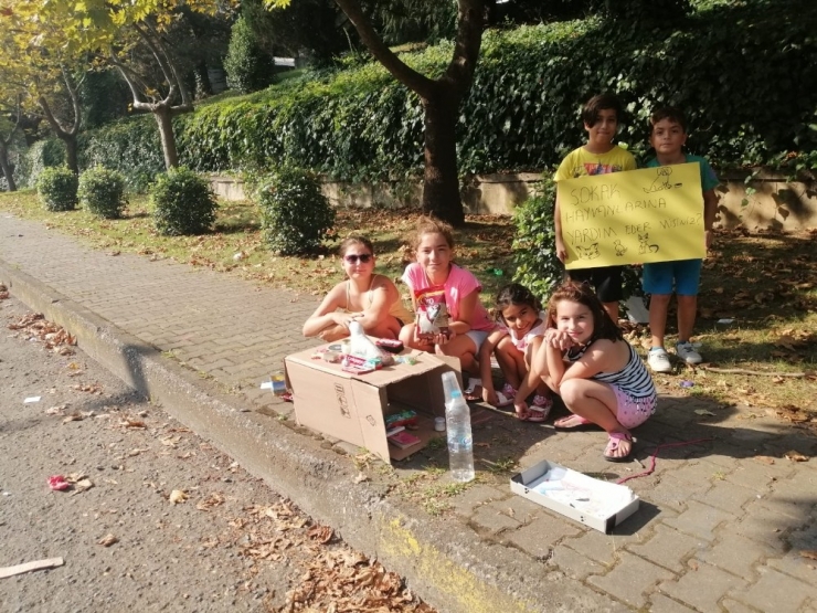 Yavru Kedilerin Bakımı İçin Tezgah Kurup Satış Yaptılar