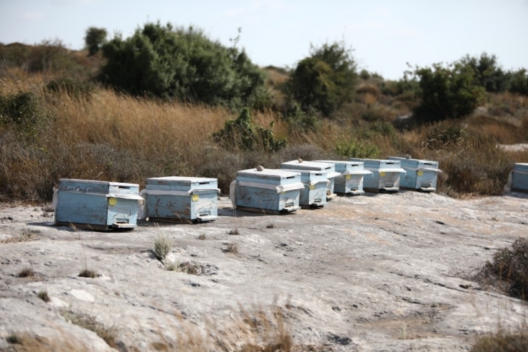Kovanları Çalarken Arıların Soktuğu Genç Öldü