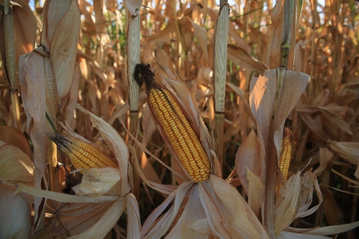 Batman’da İlk Mısır Hasadı Başladı