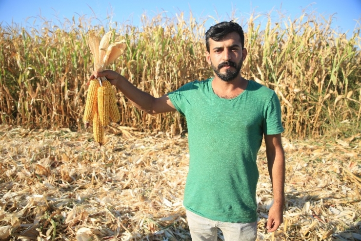 Batman’da İlk Mısır Hasadı Başladı