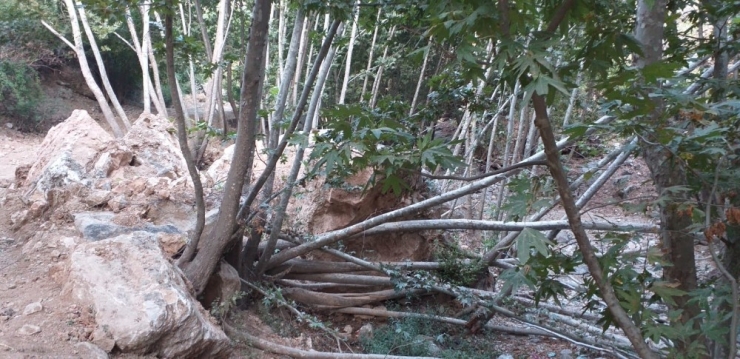 Dev Kaya Kütlesi Onlarca Ağacı Kökünden Kopardı