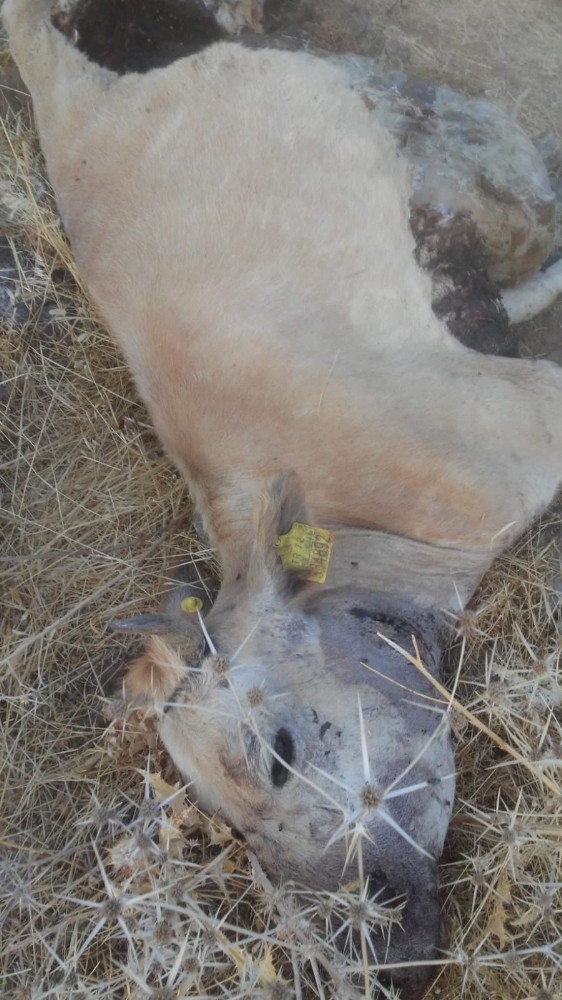 Aç Kalan Çakallar Sürülere Saldırıyor