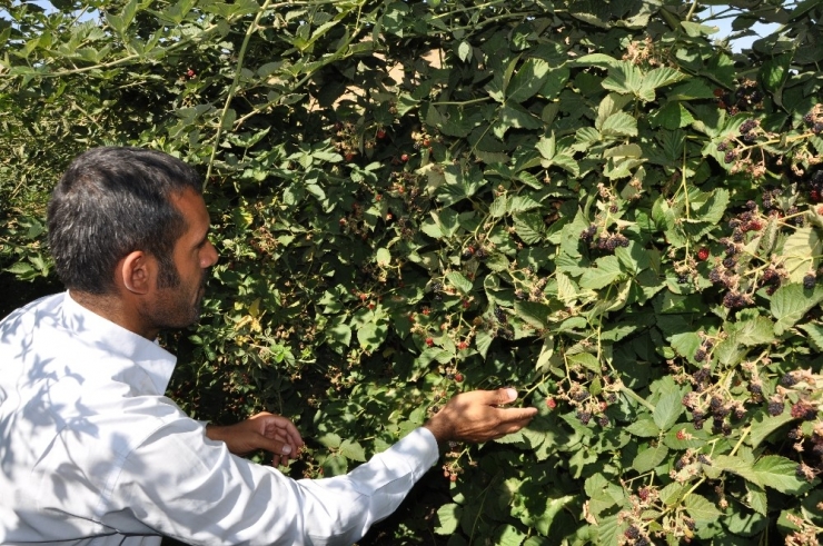 Batman’da Devlet Destek Verdi Böğürtlen Üretimi Tavan Yaptı