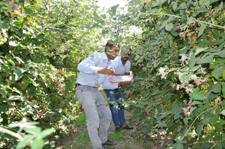 Batman’da Devlet Destek Verdi Böğürtlen Üretimi Tavan Yaptı