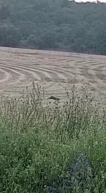 Bursa’da Yıllar Sonra Bir Vaşak Kayda Alındı