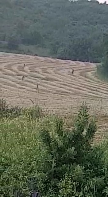 Bursa’da Yıllar Sonra Bir Vaşak Kayda Alındı