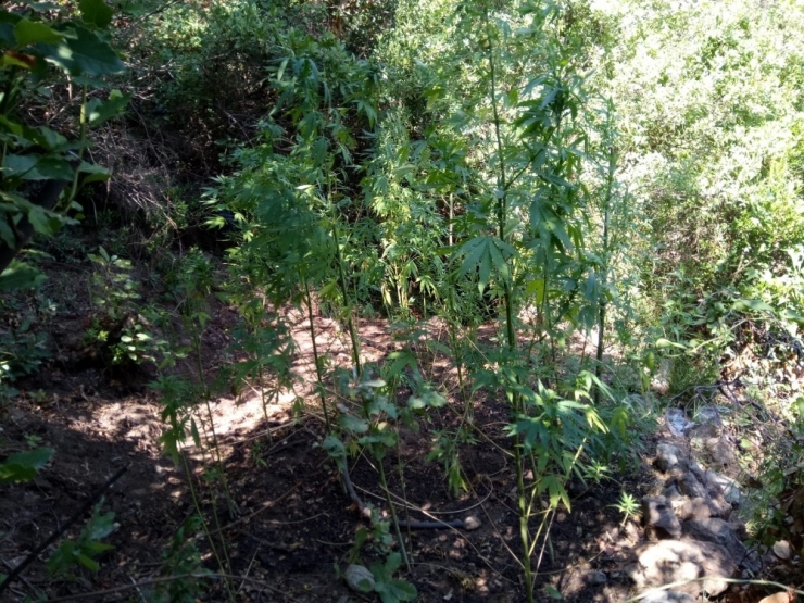 Samandağ’da 200 Kök Hint Keneviri Ele Geçirildi