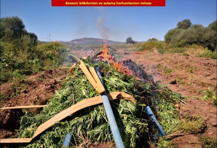 Diyarbakır’da Teröre Büyük Darbe: 6 Milyon Kök Keneviri Ele Geçirildi