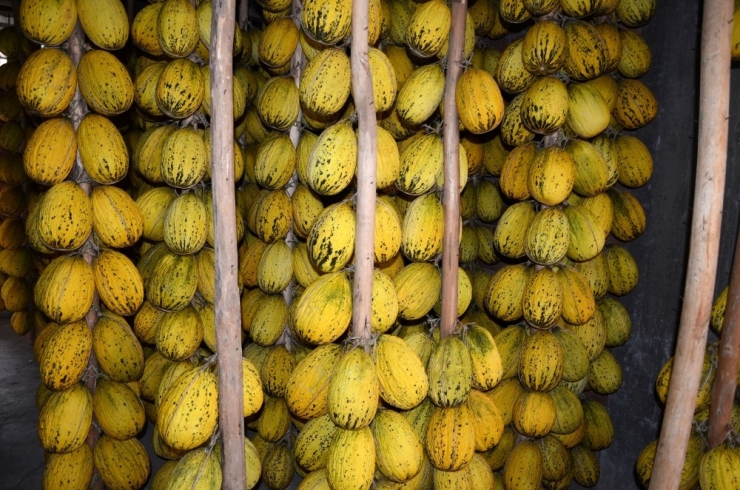 Kırkağaç’ta 30 Bin Ton Kavun Askıda