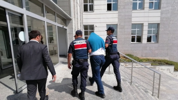 Ormanlık Alanda Kenevir Yetiştiren Şahıs Adliyeye Sevk Edildi