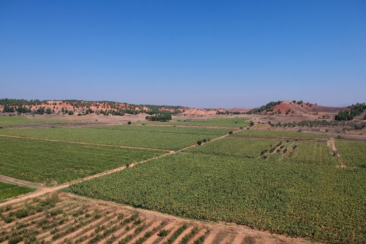 Yerli Üretim Ayçiçekleri İlk Mahsulünü Verdi