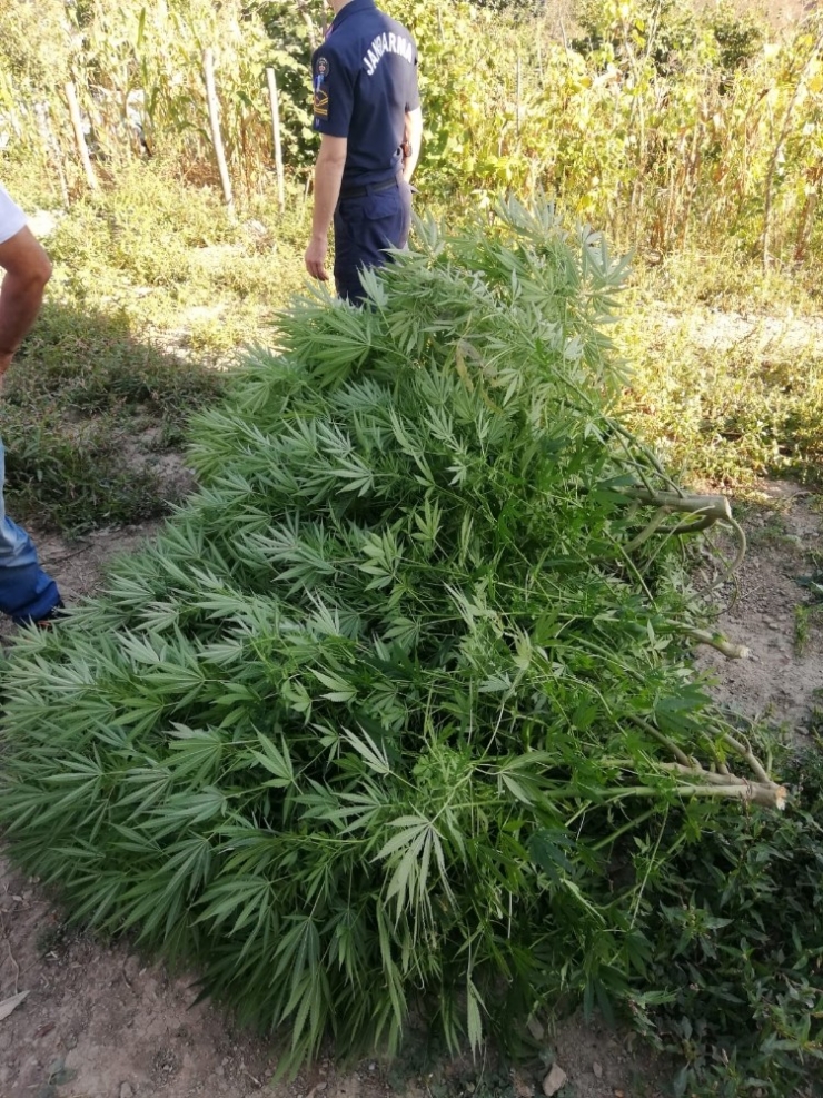 Samsun’da Jandarmadan Uyuşturucu Operasyonu