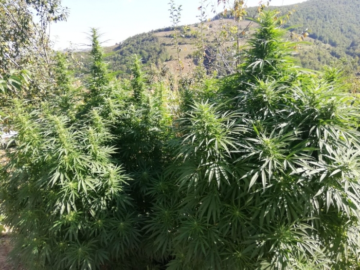 Samsun’da Jandarmadan Uyuşturucu Operasyonu