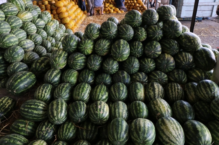 Domates 50, Karpuz 20 Kuruşa Düştü